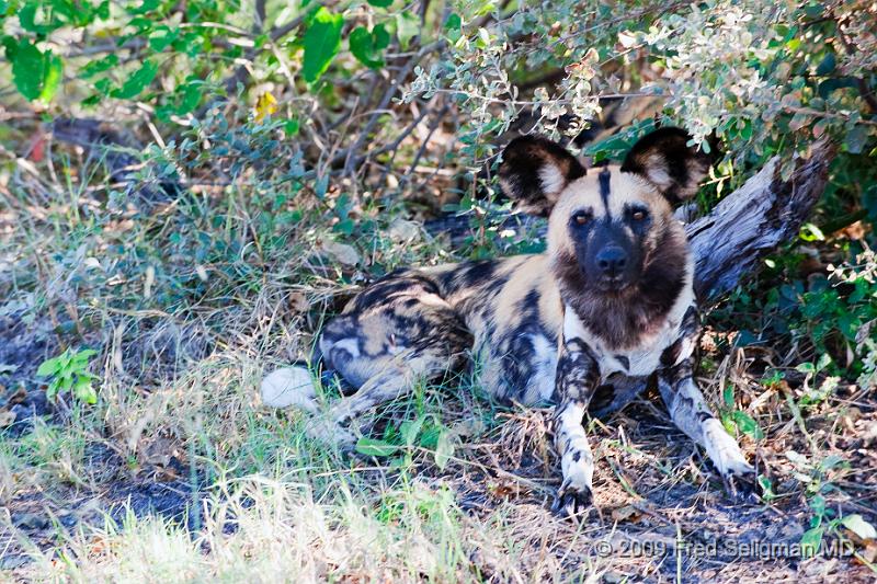 20090617_094851 D3 (1) X1.jpg - The Wild Dog is a carnivore found only in Africa.  It is tall and lean and weighs about 40-80 lbs.  There are now only about 5000 dogs (down from 500,000) in Africa currently mostly centered in Tanzania, Namibia and Botswana.  The Botswanian government conducts research on this animal in the Okavanga Delta.